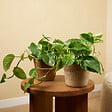 BLOOMIQUE - Epipremnum Marble Queen - Plante retombante - H. 15-20 cm - P. 12 cm - vignette