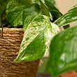BLOOMIQUE - Epipremnum Marble Queen - Plante retombante - H. 15-20 cm - P. 12 cm - vignette