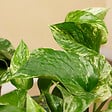 BLOOMIQUE - Epipremnum Marble Queen - Plante retombante - H. 15-20 cm - P. 12 cm - vignette