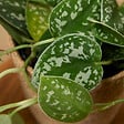 BLOOMIQUE - Scindapsus Pictus - Silvervine - Plante retombante - H. 15-20 cm - P. 12 cm - vignette