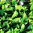 ID MARKET - Brise vue occultant 2 x 10 M imprimé feuillage 160 gr/m² - vignette