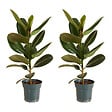 BLOOMIQUE - Lot de 2 - Ficus Elastica Robusta - Hévéa - Plante à caoutchouc - H. 50-60 cm - P. 17 cm - vignette