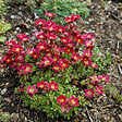 BLOOMIQUE - Lot de 6 - Saxifraga Carpet Purple Robe - Saxifrage - Floraison abondante - H. 10-20 cm - P. 9 cm - vignette