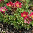 BLOOMIQUE - Lot de 6 - Saxifraga Carpet Purple Robe - Saxifrage - Floraison abondante - H. 10-20 cm - P. 9 cm - vignette