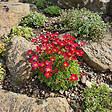 BLOOMIQUE - Lot de 6 - Saxifraga Carpet Purple Robe - Saxifrage - Floraison abondante - H. 10-20 cm - P. 9 cm - vignette