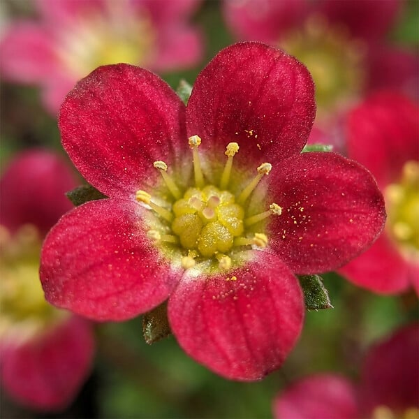 BLOOMIQUE - Lot de 6 - Saxifraga Carpet Purple Robe - Saxifrage - Floraison abondante - H. 10-20 cm - P. 9 cm - large