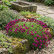 BLOOMIQUE - Lot de 6 - Saxifraga Carpet Purple Robe - Saxifrage - Floraison abondante - H. 10-20 cm - P. 9 cm - vignette