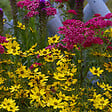 BLOOMIQUE - Lot de 3 - Achillée millefeuille ‘Cerise Queen’ - Floraison abondante - Rustique - Vivace - P. 9 cm - vignette