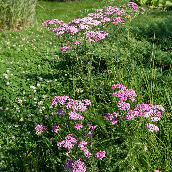 BLOOMIQUE - Lot de 3 - Achillée millefeuille ‘Cerise Queen’ - Floraison abondante - Rustique - Vivace - P. 9 cm - large