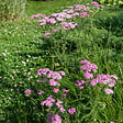 BLOOMIQUE - Lot de 3 - Achillée millefeuille ‘Cerise Queen’ - Floraison abondante - Rustique - Vivace - P. 9 cm - vignette