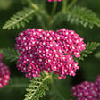 BLOOMIQUE - Lot de 3 - Achillée millefeuille ‘Cerise Queen’ - Floraison abondante - Rustique - Vivace - P. 9 cm - vignette