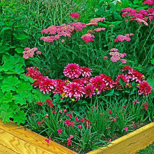 BLOOMIQUE - Lot de 3 - Achillée millefeuille ‘Cerise Queen’ - Floraison abondante - Rustique - Vivace - P. 9 cm - large