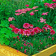 BLOOMIQUE - Lot de 3 - Achillée millefeuille ‘Cerise Queen’ - Floraison abondante - Rustique - Vivace - P. 9 cm - vignette