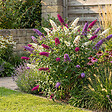 BLOOMIQUE - Lot de 2 - Buddleja Davidii Tricolor - Fleurs tricolores - H. 30-40 cm - P. 17 cm - vignette