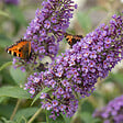 BLOOMIQUE - Lot de 2 - Buddleja Davidii Tricolor - Fleurs tricolores - H. 30-40 cm - P. 17 cm - vignette