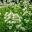 BLOOMIQUE - Lot de 6 - Centranthus Ruber Albus - Floraison abondante - Rustique - Vivace - H. 10-20 cm - P. 9 cm - vignette