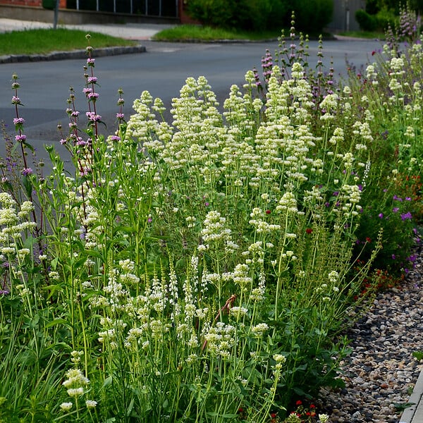 BLOOMIQUE - Lot de 6 - Centranthus Ruber Albus - Floraison abondante - Rustique - Vivace - H. 10-20 cm - P. 9 cm - large