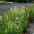 BLOOMIQUE - Lot de 6 - Centranthus Ruber Albus - Floraison abondante - Rustique - Vivace - H. 10-20 cm - P. 9 cm - vignette