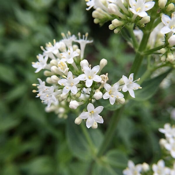 BLOOMIQUE - Lot de 6 - Centranthus Ruber Albus - Floraison abondante - Rustique - Vivace - H. 10-20 cm - P. 9 cm - large
