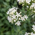 BLOOMIQUE - Lot de 6 - Centranthus Ruber Albus - Floraison abondante - Rustique - Vivace - H. 10-20 cm - P. 9 cm - vignette