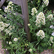 BLOOMIQUE - Lot de 6 - Centranthus Ruber Albus - Floraison abondante - Rustique - Vivace - H. 10-20 cm - P. 9 cm - vignette