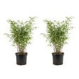BLOOMIQUE - Lot de 2 - Fargesia Nitida Gansu - Plante bambou - Non envahissante - Rustique - P. 17 cm - vignette