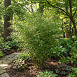 BLOOMIQUE - Lot de 2 - Fargesia Nitida Gansu - Plante bambou - Non envahissante - Rustique - P. 17 cm - vignette
