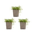 BLOOMIQUE - Lot de 3 - Thymus Albiflorus - Thym rampant - Rustique - Vivace - Couvre-sol - Persistant - P. 9 cm - vignette