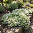 BLOOMIQUE - Lot de 3 - Thymus Albiflorus - Thym rampant - Rustique - Vivace - Couvre-sol - Persistant - P. 9 cm - vignette