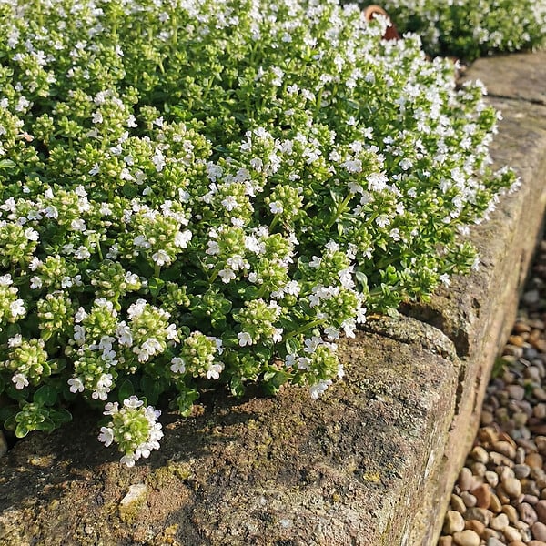 BLOOMIQUE - Lot de 3 - Thymus Albiflorus - Thym rampant - Rustique - Vivace - Couvre-sol - Persistant - P. 9 cm - large