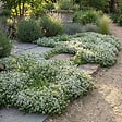 BLOOMIQUE - Lot de 3 - Thymus Albiflorus - Thym rampant - Rustique - Vivace - Couvre-sol - Persistant - P. 9 cm - vignette