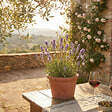 BLOOMIQUE - Lot de 6 - Lavandula Munstead - Lavande véritable - Rustique - Parfumée - H. 10-20 cm - P. 9 cm - vignette