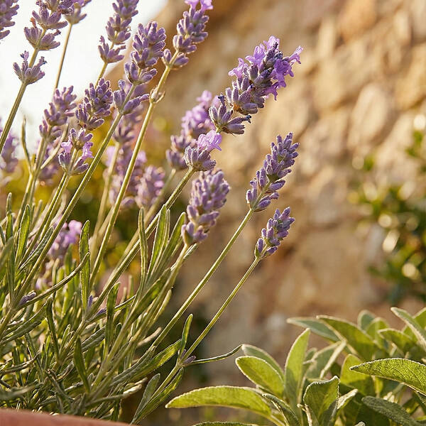 BLOOMIQUE - Lot de 6 - Lavandula Munstead - Lavande véritable - Rustique - Parfumée - H. 10-20 cm - P. 9 cm - large