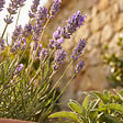 BLOOMIQUE - Lot de 6 - Lavandula Munstead - Lavande véritable - Rustique - Parfumée - H. 10-20 cm - P. 9 cm - vignette