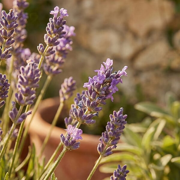BLOOMIQUE - Lot de 6 - Lavandula Munstead - Lavande véritable - Rustique - Parfumée - H. 10-20 cm - P. 9 cm - large