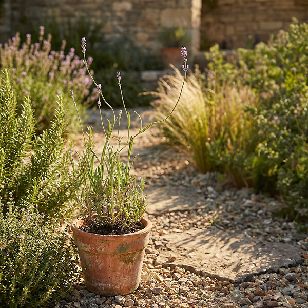 BLOOMIQUE - Lot de 6 - Lavandula Munstead - Lavande véritable - Rustique - Parfumée - H. 10-20 cm - P. 9 cm - large