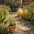 BLOOMIQUE - Lot de 6 - Lavandula Munstead - Lavande véritable - Rustique - Parfumée - H. 10-20 cm - P. 9 cm - vignette