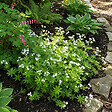 BLOOMIQUE - Lot de 3 - Galium odoratum - Aspérule odorante - Floraison abondante - H. 10-20 cm - P. 9 cm - vignette