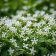 BLOOMIQUE - Lot de 3 - Galium odoratum - Aspérule odorante - Floraison abondante - H. 10-20 cm - P. 9 cm - vignette