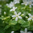 BLOOMIQUE - Lot de 3 - Galium odoratum - Aspérule odorante - Floraison abondante - H. 10-20 cm - P. 9 cm - vignette