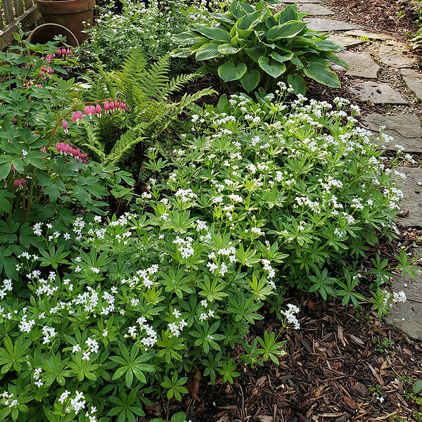 BLOOMIQUE - Lot de 3 - Galium odoratum - Aspérule odorante - Floraison abondante - H. 10-20 cm - P. 9 cm - large