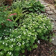 BLOOMIQUE - Lot de 3 - Galium odoratum - Aspérule odorante - Floraison abondante - H. 10-20 cm - P. 9 cm - vignette