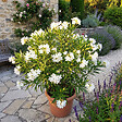 BLOOMIQUE - Laurier-rose (Nerium oleander) - Fleurs blanches - Plantes jardin - Plantes terrasse - P. 26 cm - vignette