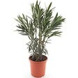 BLOOMIQUE - Laurier-rose (Nerium oleander) - Fleurs blanches - Plantes jardin - Plantes terrasse - P. 26 cm - vignette