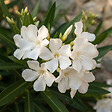 BLOOMIQUE - Laurier-rose (Nerium oleander) - Fleurs blanches - Plantes jardin - Plantes terrasse - P. 26 cm - vignette