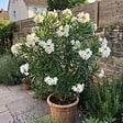 BLOOMIQUE - Laurier-rose (Nerium oleander) - Fleurs blanches - Plantes jardin - Plantes terrasse - P. 26 cm - vignette