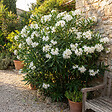 BLOOMIQUE - Laurier-rose (Nerium oleander) - Fleurs blanches - Plantes jardin - Plantes terrasse - P. 26 cm - vignette