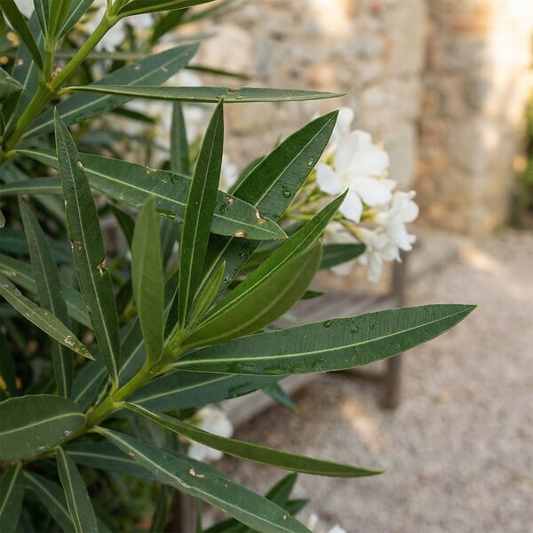 BLOOMIQUE - Laurier-rose (Nerium oleander) - Fleurs blanches - Plantes jardin - Plantes terrasse - P. 26 cm - large