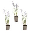 BLOOMIQUE - Lot de 3 - Nepeta Walker's Low - Cataire - Rustique - Vivace - Mellifère - P. 9 cm - vignette