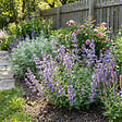 BLOOMIQUE - Lot de 3 - Nepeta Walker's Low - Cataire - Rustique - Vivace - Mellifère - P. 9 cm - vignette